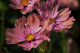 Zartrosa Blumen