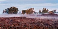 Mistige zonsopkomst Veluwe