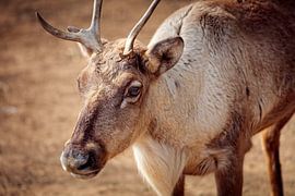 Reindeer by Rob Boon