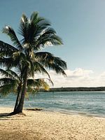 Palm