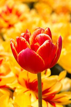 een sierlijke tulp in rood en geel van W J Kok