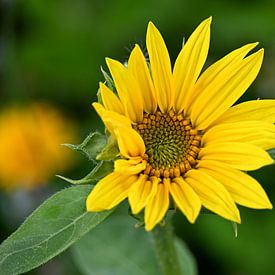Sunflowers by Anne Seltmann