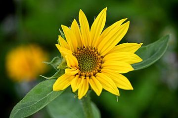 Zonnebloemen van Anne Seltmann