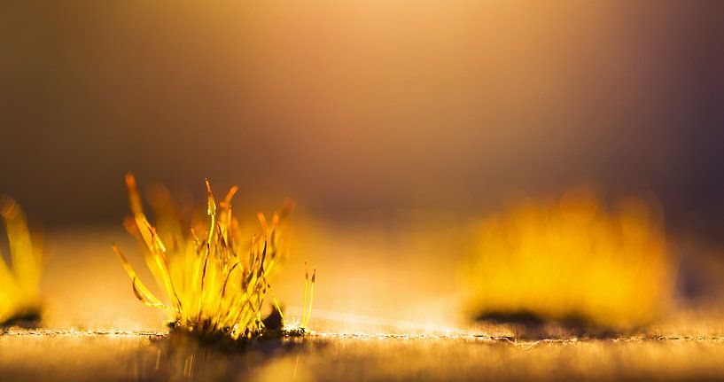 Avondlicht mos von Dennis van de Water