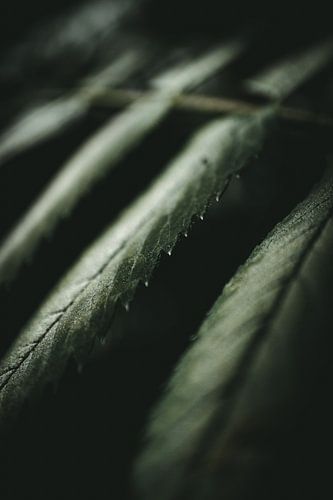 Closeup van varen-bladeren van Jan
