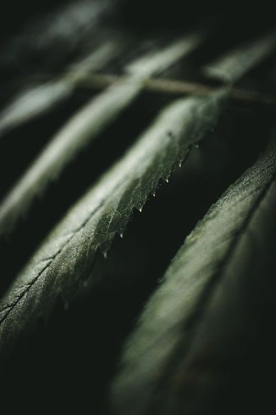 Closeup of fern leaves by Jan