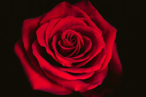 Gros plan sur une rose de velours rouge foncé