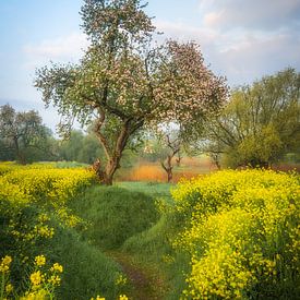 Lentedroom van Moetwil en van Dijk - Fotografie