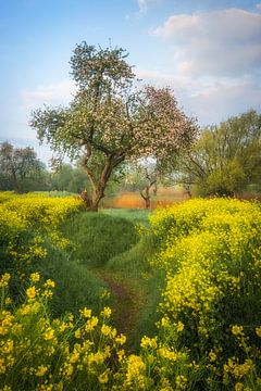 Lentedroom van Moetwil en van Dijk - Fotografie