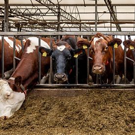 Curious Cows at the Feed Gate by Gijs de Kruijf