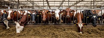 Curious Cows at the Feed Gate