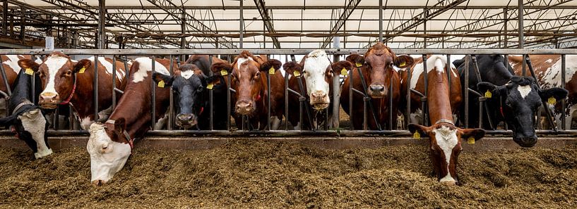 Curious Cows at the Feed Gate by Gijs de Kruijf