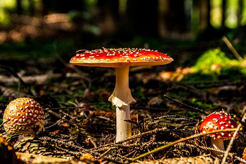 Nature mushrooms by Johnny Flash