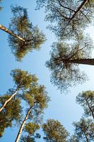 Hohe Bäume und blauer Himmel