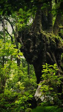 Green jungle in Madeira by Chris Snoek