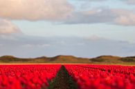 Rode tulpen van Robert van Grinsven thumbnail