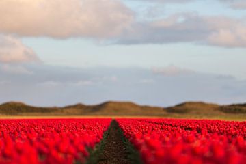 Rode tulpen van Robert van Grinsven