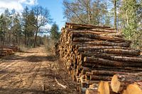Wood piles in spring sunshine