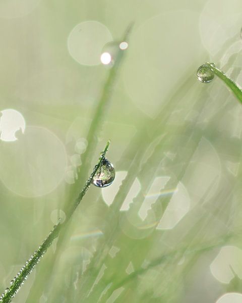 Gras met dauw von Kim de Been