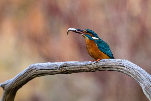 Martin-pêcheur sur une branche avec des poissons.