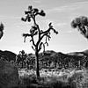 Joshua Tree 04 sur Peter Bongers