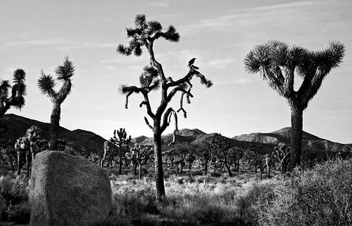 Joshua Tree 04