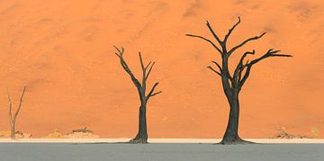 the three trees by Aline van Weert