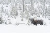 Amerikanischer Bison ( Bison bison ) im tief verschneiten Yellowstone National Park, Wyoming, USA. von wunderbare Erde Miniaturansicht