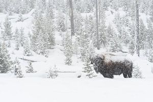 Amerikanischer Bison ( Bison bison ) im tief verschneiten Yellowstone National Park, Wyoming, USA.