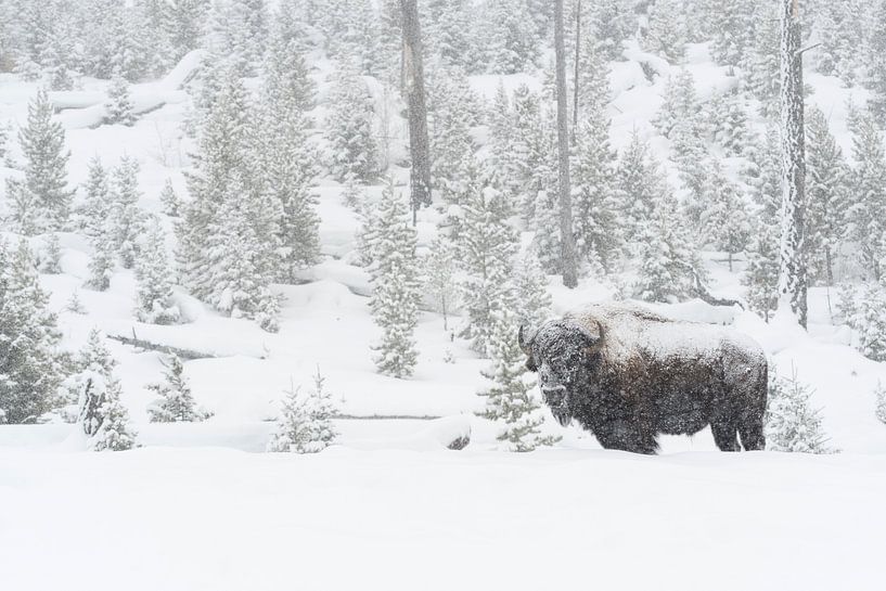 Amerikanischer Bison ( Bison bison ) im tief verschneiten Yellowstone National Park, Wyoming, USA. von wunderbare Erde
