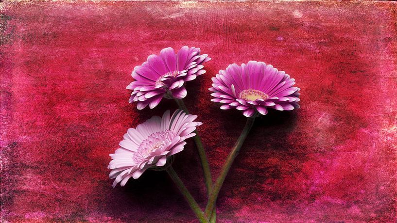 Stillleben Blume von Diederik De Mezel