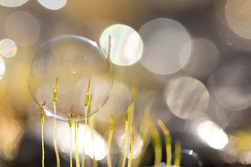 Close-up en achtergrond van mos en zeepbellen van Ulrike Leone