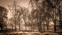 grote groep herten in het ochtendlicht