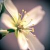 Dionaea's flower (single) van Alessia Peviani