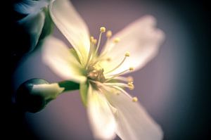 Dionaea's flower (single)