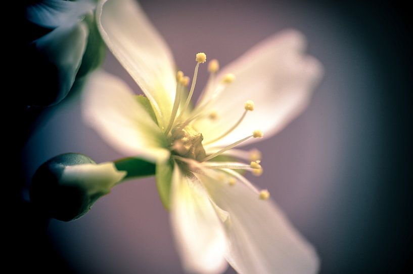 Dionaea's flower (single) van Alessia Peviani