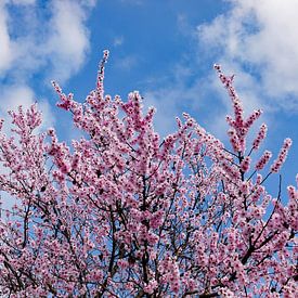 Cherry blossom by Ingo Laue