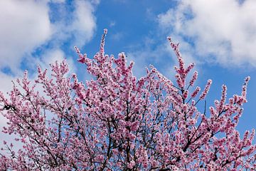 Cerisiers en fleurs sur Ingo Laue
