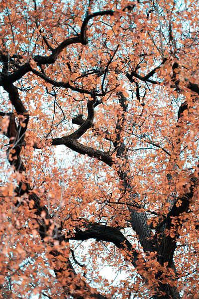 Chêne pédonculé à l'automne par Made By Jane