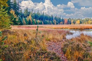 Die Landschaft von Drenthe im Herbst