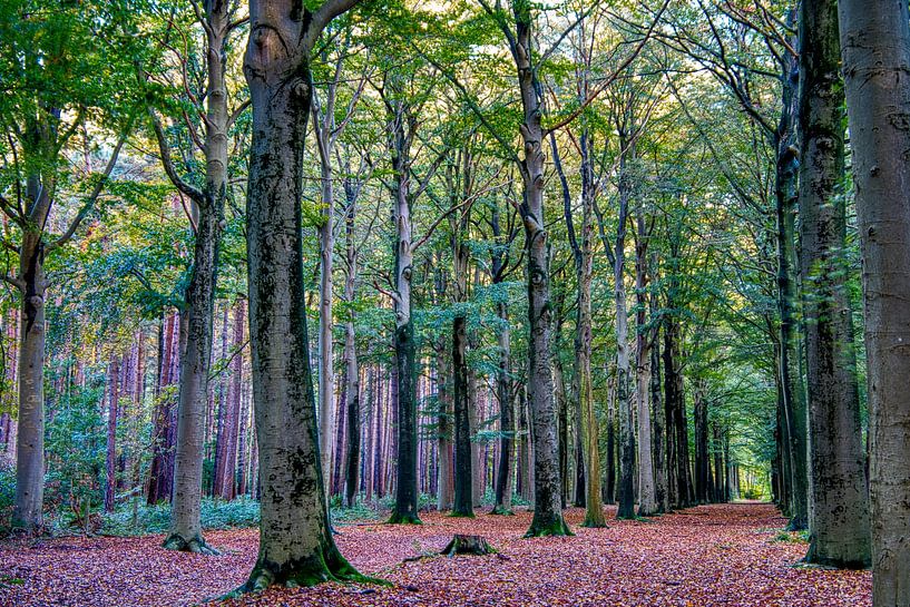 Herbst von Rudi Everaert