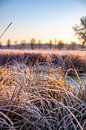 Weiland en bomen in de winter, landschapsopname in de ochtend van Fotos by Jan Wehnert thumbnail