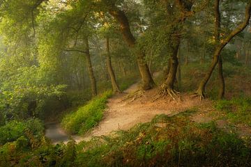 La forêt d'arbres enracinés sur Moetwil en van Dijk - Fotografie
