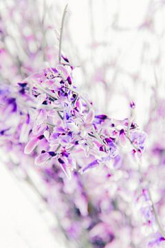 Pluie violette sur Lavieren Photography