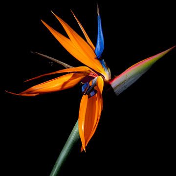 fleur de perroquet colorée 2