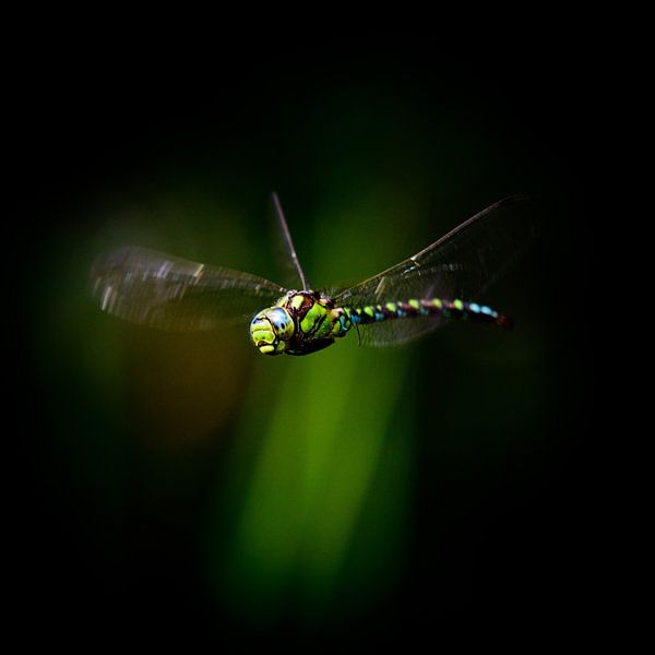 Curious Libelle by Liefs van Peet