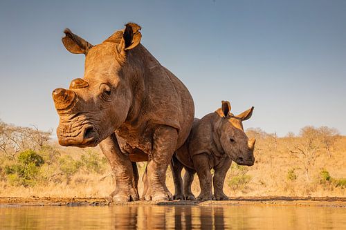 Mutter und Nashornbaby kommen an einer Wasserstelle an