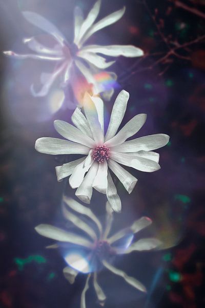 trio de fleurs de magnolia en fleur par Ribbi