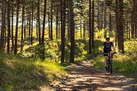 Mountain biker in the pine forest