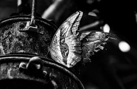 Uil Vlinder op een lamp zwart wit van henry hummel